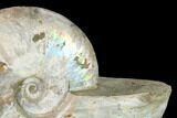 Silver Iridescent Ammonite (Cleoniceras) Fossil - Madagascar #146333-1